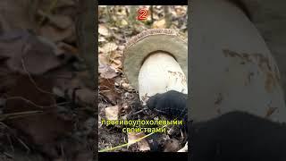 ТРИ ИНТЕРЕСНЫХ ФАКТА О БЕЛЫХ ГРИБАХ #грибы #белыегрибы #nature