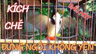 Kích Chào Mào Hót Ché |Kích chào mào hót đấu.Luyện giọng hay ép bổi sổ bọng và căng lửa,chào mào ché