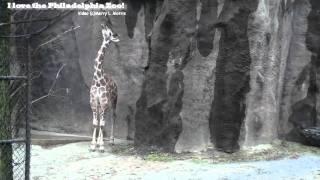 Philadelphia Zoo Giraffe Abigail Doing Neck Exercises?