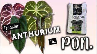 How to Transfer Anthurium to Pon | Zero-Risk Rare Plant Semi-Hydro Care Hack