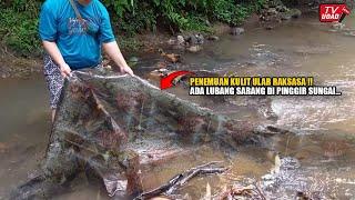 Ngeri !! Pria Ini Temukan Kulit Ular Rakasasa Sebesar Pohon Beringin Dikali Angke...