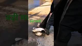 Net casting very big fish caught by fisherman