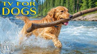 Ultimate Dog TV: Best Fun & Boredom Busting Videos for Dog with Music - Relaxing TV for Dogs!