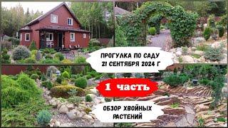 Прогулка по саду 21 сентября 2024 г. ( 1 часть ) Обзор хвойных растений.