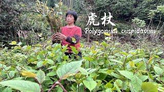 漫山遍野的虎杖，根茎叶都能吃，是中草药也是酸辣鲜嫩的美食!丨polygonum cuspidatum【闽湖阿嬤FujianGrandma】