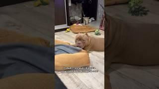 Прочтите комментарий к видео #американскийбулли #собака #буллищенки #americanbully #буллиэкзот