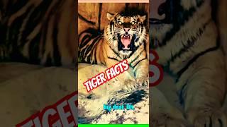 Tiger interesting facts #shorts #facts #factchannnel #factshorts @Sujitfacts-go8dy