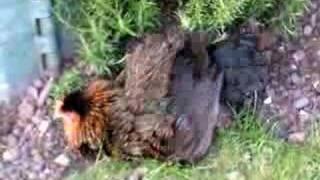 My Crazy Pet Chicken Mud Wrestling !