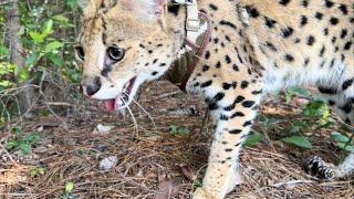 Serval LIfe