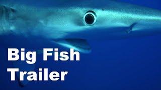 Diving - Big Fish Trailer / Großfisch Trailer - Hans-Peter Endler