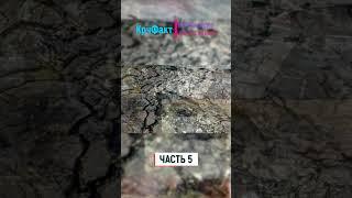 НАУЧНЫЕ ФАКТЫ, КОТОРЫЕ ЗАСТАВЛЯЮТ ЗАДУМАТЬСЯ О НАШЕМ МИРЕ.
