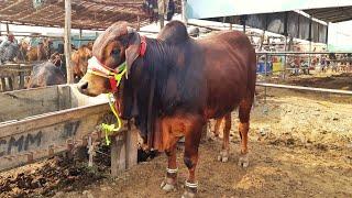 DILL AA GAYA BAKRA EID 2022 K LIYE - BAKRA MANDI PAKISTAN