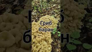 Гриб баран и 9 лет тюрьмы ‼️Красная книга России‼️ Тихая охота.