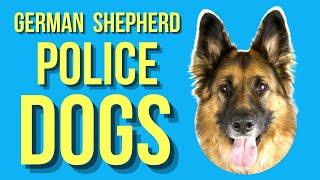 Why Are German Shepherds Used As Police Dogs?