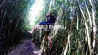 Bamboo Forest / Maui Hawaii / Hike Guide