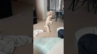 공놀이 좋아하는 수컷 살구 #강아지 #강아지브이로그 #토이푸들 #반려견 #공놀이