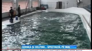 Remus Cernea vrea să transforme delfinii în persoane!