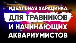 Идеальная харациновая рыбка для начинающих аквариумистов и растительных аквариумов