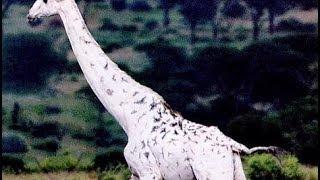 White Giraffes: Nature Documentary