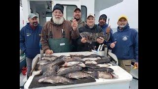 1 ounce Tog Jigging in Ocean - Fantastic Winter Blackfish Charter on the Elizabeth II
