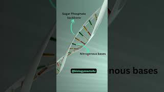 What is DNA Double helix?