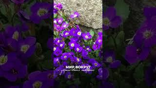  #видеограф #видеоконтент #природа #весна