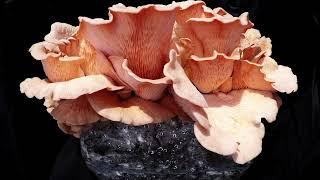 Pink Oyster Mushroom Time Lapse, Harvest and weigh up.