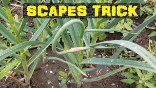 Homegrown magic: Garlic Scapes