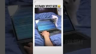 ХРУСТ КОТИК СМЕШНО  #TikTok #Shorts 