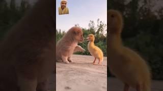https://youtube.com/shorts/OLXhn8LBWHk?si=esv-o__9IuLGTbSc