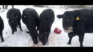 Feeding Cattle in Snow with Amputee Ranch BOSS Aaron Smith