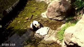 Bei Bei The Busy Panda  Part I