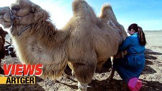 Drinking Camel's Milk - A Way Of Life In The Gobi! Nomad Life | Views