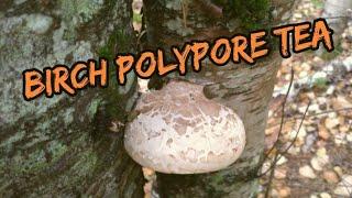 Making Birch Polypore Tea