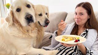 DO My Golden Retrievers REALLY Want My Breakfast