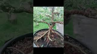 #Bonsai#Legiustrum#Parigata#