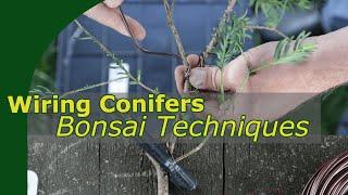 How to wire coniferous bonsai | Bonsai Beginners Basics