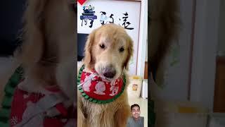 Papa Bane Chapri  #shorts #dog #funny #viral #ytshorts #shortsfeed #video