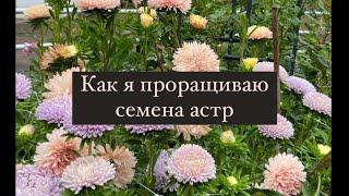 Астры. Как я проращиваю семена астр.