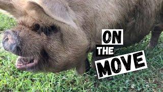 Pigs Aren't The Only Animals That Like To Move!