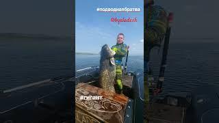 #подводнаябратва @Byxladesh @RomanBoldov #гигант #fish #fishing #трофей