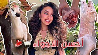 الحولي عذب الجزار  مقدروش عليه  ها الأجواء كيف دازت 