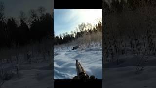 Охота на большого черного лося #hunting #охота #huntingrussia #падение #большого #черного #лося