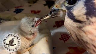 Feeding a Baby Kestrel