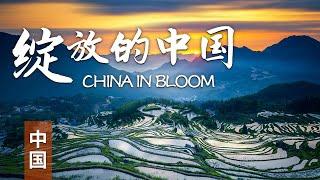 【中国】跟随祥瑞巨兽 感受绽放的中国 | 中华地图