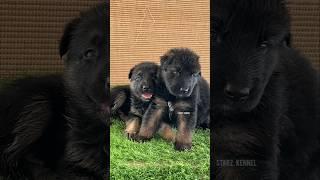 German Shepherd Puppies Available | More Details On My Description.trendingshorts#germanshepherd#dog