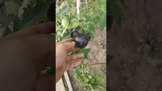 Greenhouse,теплица,الدفيئة#tiktok#viral#video,温室#top#cool#shorts#hit#short#garden#nature#rek#wow,温室