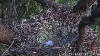 Sydney White-Bellied Sea-Eagle 29.07.2023 15:24