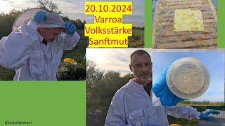 Varroa, Sanftmut, Volksstärke