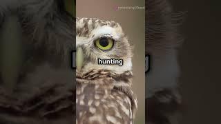 Fascinating Facts About Burrowing Owls! #facts #owls #burrowingowl #birds